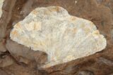 Three Fossil Ginkgo Leaves From North Dakota - Paleocene #188691-2